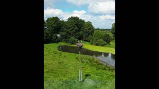 Storks nest  Ooievaarsnest  Nature  Natuur  Dutch  Netherlands  Birds  Green  Stork  Drone [upl. by Nelyag904]