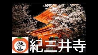 【 うろうろ和歌山 】 紀三井寺 夜桜 桜 ライトアップ 和歌山県 和歌山市 Kimiidera temple Wakayama City  Japan 纪三井寺 기미이데라 [upl. by Godred]