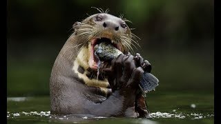 Nutria Gigante Comiendo Pescado  Giant Otters Eating Fish [upl. by Halyk]