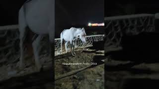 Night view pushkar mela youtubeshorts pushkarmela horseforsale [upl. by Mendoza938]