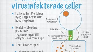 Tredje försvarsnivån Vita blodkroppar och immunitet [upl. by Odlanyar]