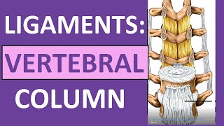 Ligaments of Vertebral Column Anatomy Nuchal Interspinous Supraspinous [upl. by Atis]