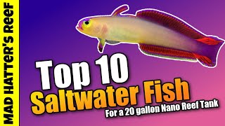 Top 10 Saltwater Fish for a 20 Gallon Nano Reef Tank [upl. by Bacchus]