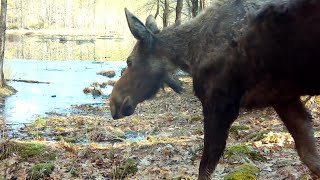 Spring Trail Cam Videos [upl. by Haridan]