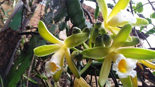 Orquídea vanilla além de dar flores lindas aínda produz a baunilhaum presente de Deus [upl. by Guillermo]