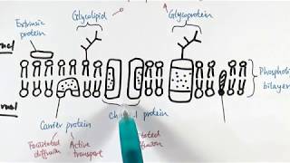 Cell Membrane Structure and Function [upl. by Lund]