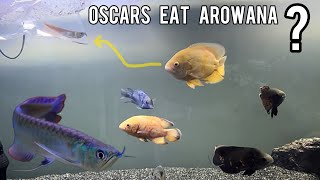 My First Arowana Fish  Imrans World Arowana [upl. by Esiocnarf]