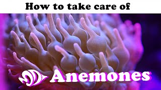 Sea Anemones A How to Guide for Selection Care and Feeding [upl. by Idisahc479]