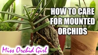 How to care for mounted orchids [upl. by Lime]