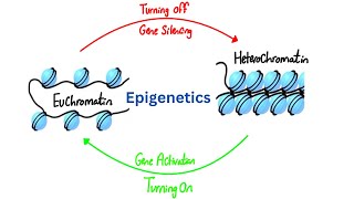 DNA Organisation amp Epigenetics  Molecular Biology  Biochemistry  USMLE Step 1 [upl. by Tereve]