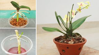 Eat this and the orchid will grow new roots and bloom forever [upl. by Lyndes]