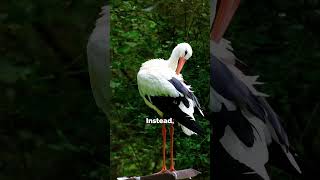 Fun fact about Storks 𓅡  facts animals storks [upl. by Deutsch]