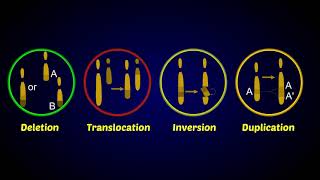 Chromosomal Aberrations [upl. by Aruabea]
