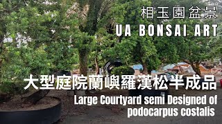 羅漢松大型庭院蘭嶼羅漢松半成品 Large courtyard semi designed of podocarpus costalis [upl. by Eceinal]