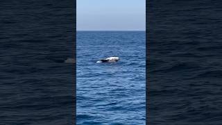 Frisky Risso’s Dolphin slapping around having a great time 🐬☀️🐬 Video by oceanluvr4ever [upl. by Galanti100]