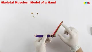 Skeletal Muscles  Model of a Hand  Science Class 7 [upl. by Lerrad]