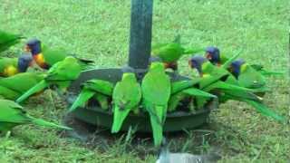 AustraliaParrotsRainbow Lorikeets [upl. by Eras]