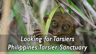 Meet Tarsier Man Carlito Pizarras at The Philippines Tarsier Sanctuary [upl. by Nolitta]