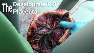 development of the placentalabor and delivery  birthembryologyplacental maternal side formation [upl. by Anialeh]