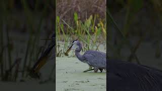 Great Blue Heron Catches a Fish birds greatblueheron shorts z8 wildlife birding [upl. by Amerigo360]