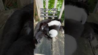 Black amp White Kittens Are All Cutie Magoos shorts kittens blackcat cutecats kitties catlove [upl. by Ecniuq43]