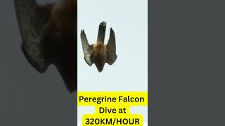 Peregrine Falcon Dive at 320kmhour [upl. by Dahraf86]