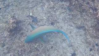 BLUECHIN PARROTFISH a hermaphroditic species [upl. by Emmanuel]