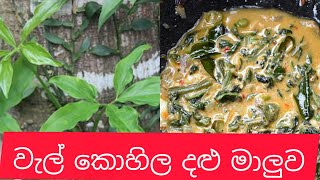 wel kohila dalu maluwa wel kohila curryවැල් කොහිල දළු මාලුව  sri lankan traditional food recipes [upl. by Thill472]