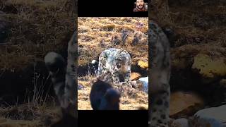 Mastiff vs Snow Leopard A Battle for the Ages youtube shorts viral dog leopard animals [upl. by Aissert]