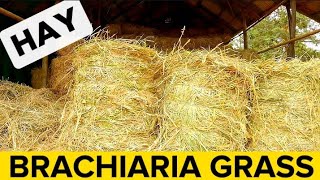 Clearing Brachiaria Grass  Mulato Grass For Storage As Hay [upl. by Maryann]