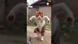 cat dancefunny kitten funnyanimals cats funnycats [upl. by Elonore]