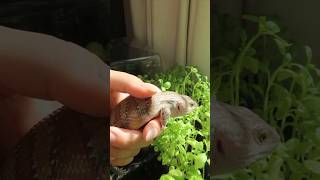 Showing Smaug the baby northern blue tongue skink my organic basil plants  8 weeks [upl. by Ammadis]