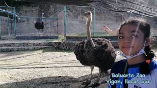 Baluarte Zoo at Vigan Ilocos Sur Philippines  Camel  Ostrich  Deer [upl. by Einomrah777]