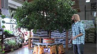 Worlds Largest Hydroponic Ficus using Earth Juice Sugar Peak [upl. by Acined]