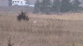 English Setter Training  7 month old pup from Berg Brothers Setters [upl. by Lara227]