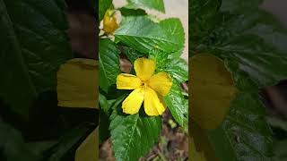 Turnera ulmifolia with dark toothed leaves and small flowers family Passifloraceae [upl. by Ullyot]