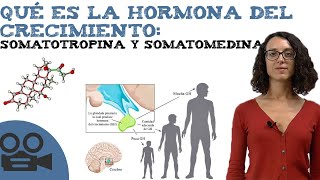 Qué es la hormona del crecimiento somatotropina y somatomedina [upl. by Cirdahc]