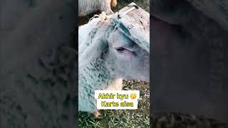 Aisa kyu karte 🔩rooftop goat farming earn facts animals pets vet farm [upl. by Eiramaliehs]