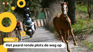 Paard slaat op hol tijdens wielerwedstrijd [upl. by Yrrat]