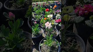 beautiful ranunculus flower  gardening  winter plants  gardening [upl. by Rednav]