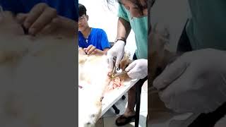 cara kateter kucing jantan feline urolithiasis syndrom   0400 wib [upl. by Arathorn680]