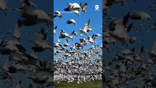 Massive flock of geese blots out the sky as they take flight  ABC News [upl. by Dee Dee]