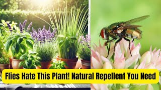 Flies Hate This Plant A True Natural Repellent [upl. by Retnyw]