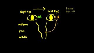 Schneid Guide to Horizontal Conjugate Eye Movement Control Systems Basics [upl. by Lobel]