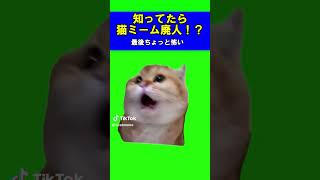 全部知ってたら猫ミーム廃人！？パート2 shorts catmemes memes [upl. by Esyahc]