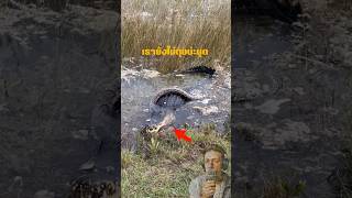 เรายังไม่ตุยน่ะนุด Alligator vs Python python alligator wildlife everglades shorts [upl. by Juliann523]