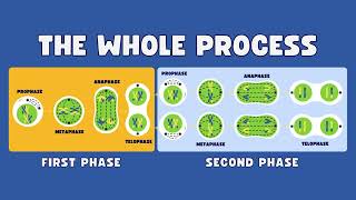 what is meiosis  what is meiosis cell division  Understanding Meiosis Cell Division Explained [upl. by Cadel746]