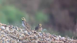 Alouette Haussecol Shorelark eremophila alpestris baie de Slack Ambleteuse novembre 2024 [upl. by Lewanna]