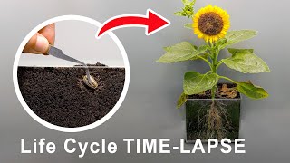 Life Cycle Of Sunflower Time Lapse 75 Days  Seed to Seeds [upl. by Goulette650]