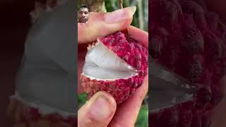 litchifruit amazingfacts litch amazing litchigarden litchijuice fruit plants youtubevideo [upl. by Gurolinick]